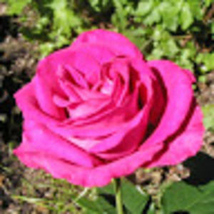 Meet your Posher, Cliff-n-don